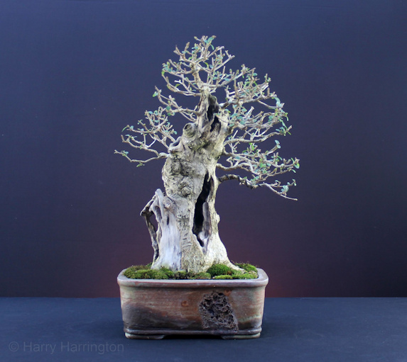 Privet Bonsai Styling